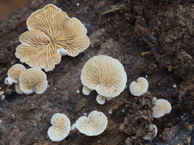 Crepidotus epibryus